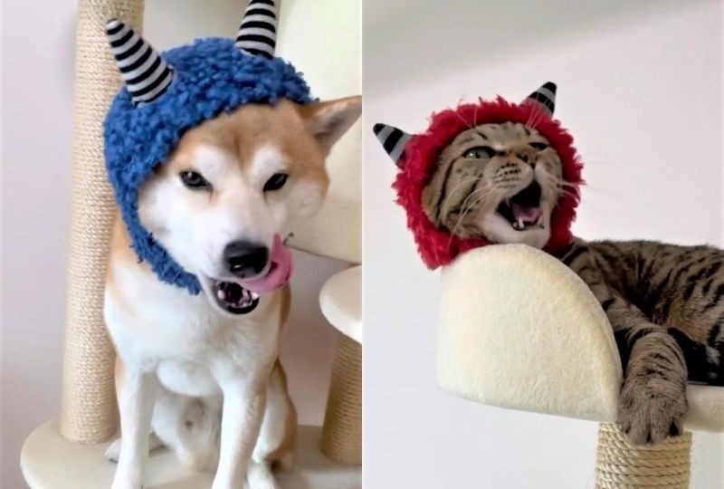【犬と猫のコスプレ】赤鬼と青鬼、あなたはどっち派？可愛すぎて選べない！