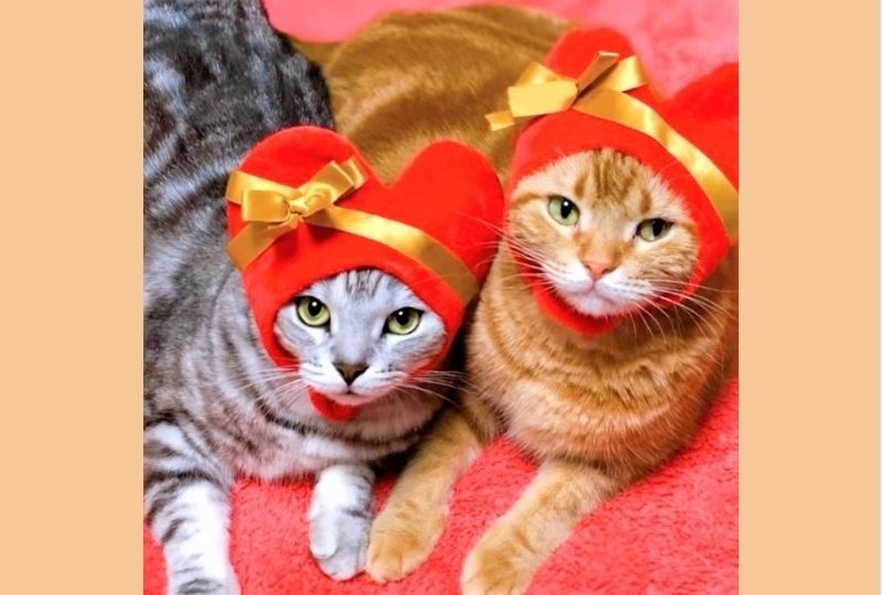 バレンタインのプレゼント!?真っ赤なハートの帽子をかぶった猫ちゃんが超可愛い