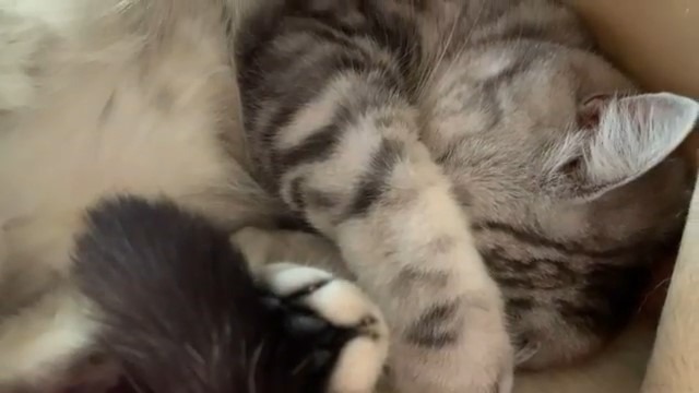 熟睡中の猫