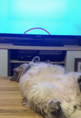 ヘソ天でテレビを見ている猫