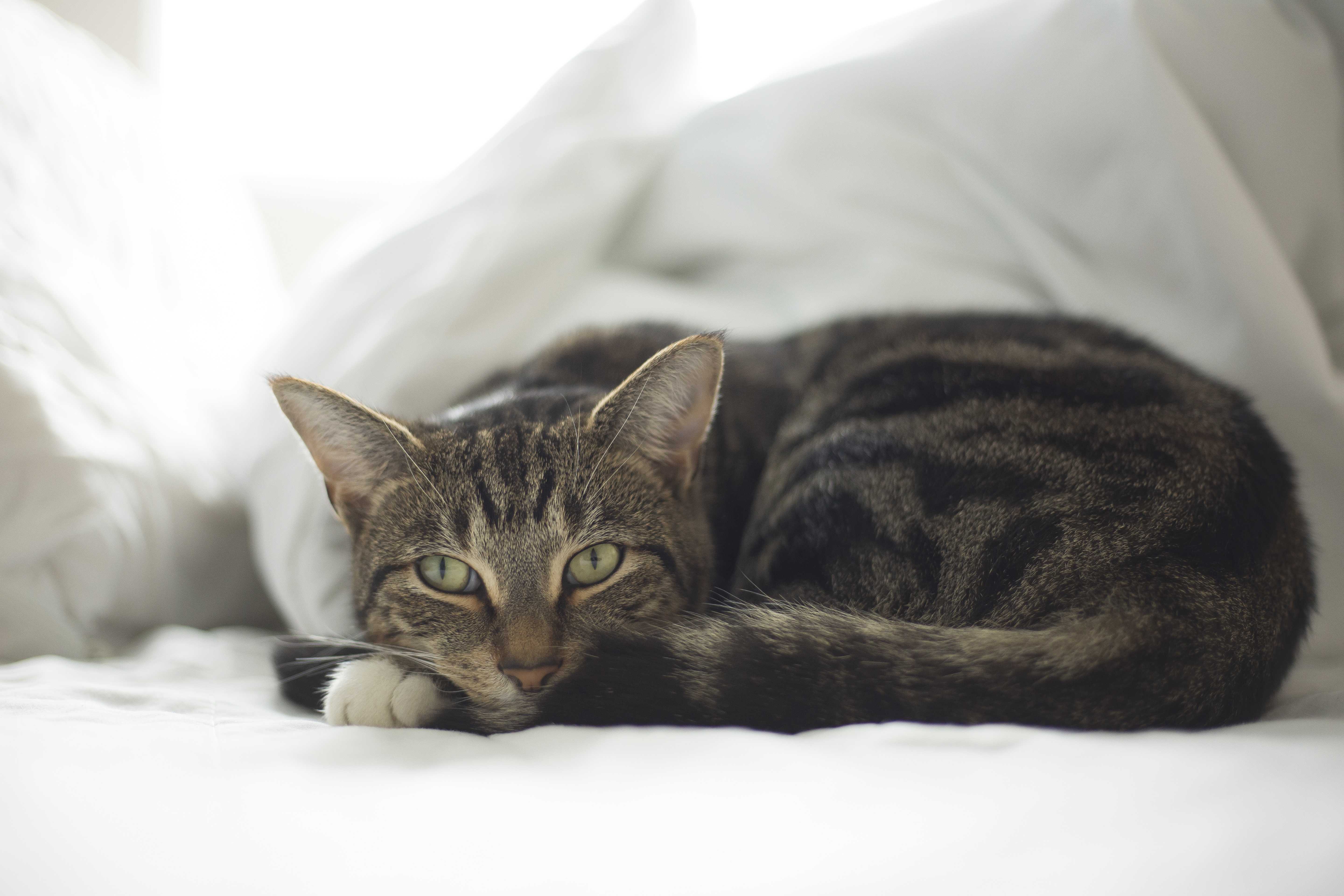 ベッドの上で丸まっている猫