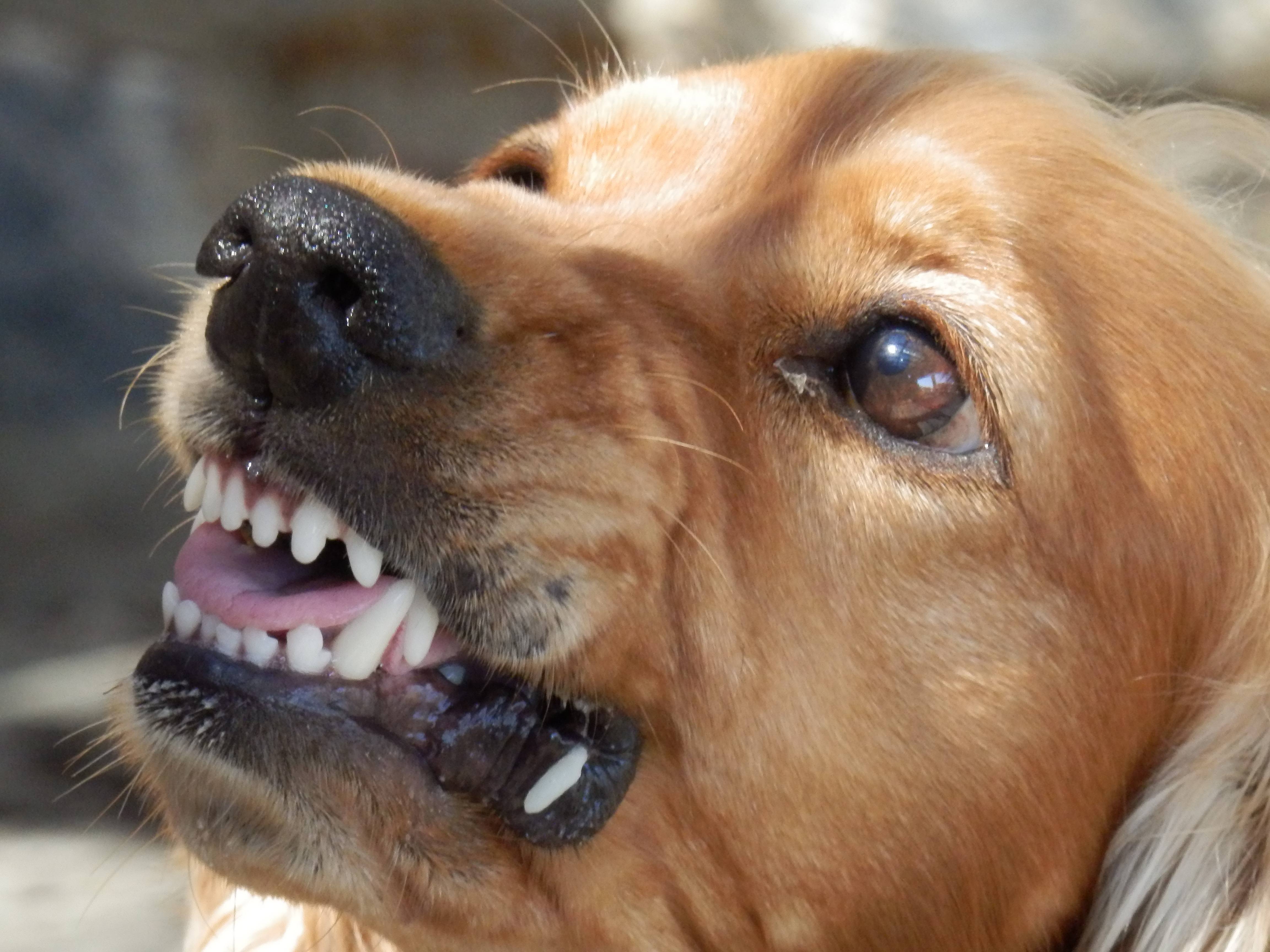 歯をむき出しにしている犬
