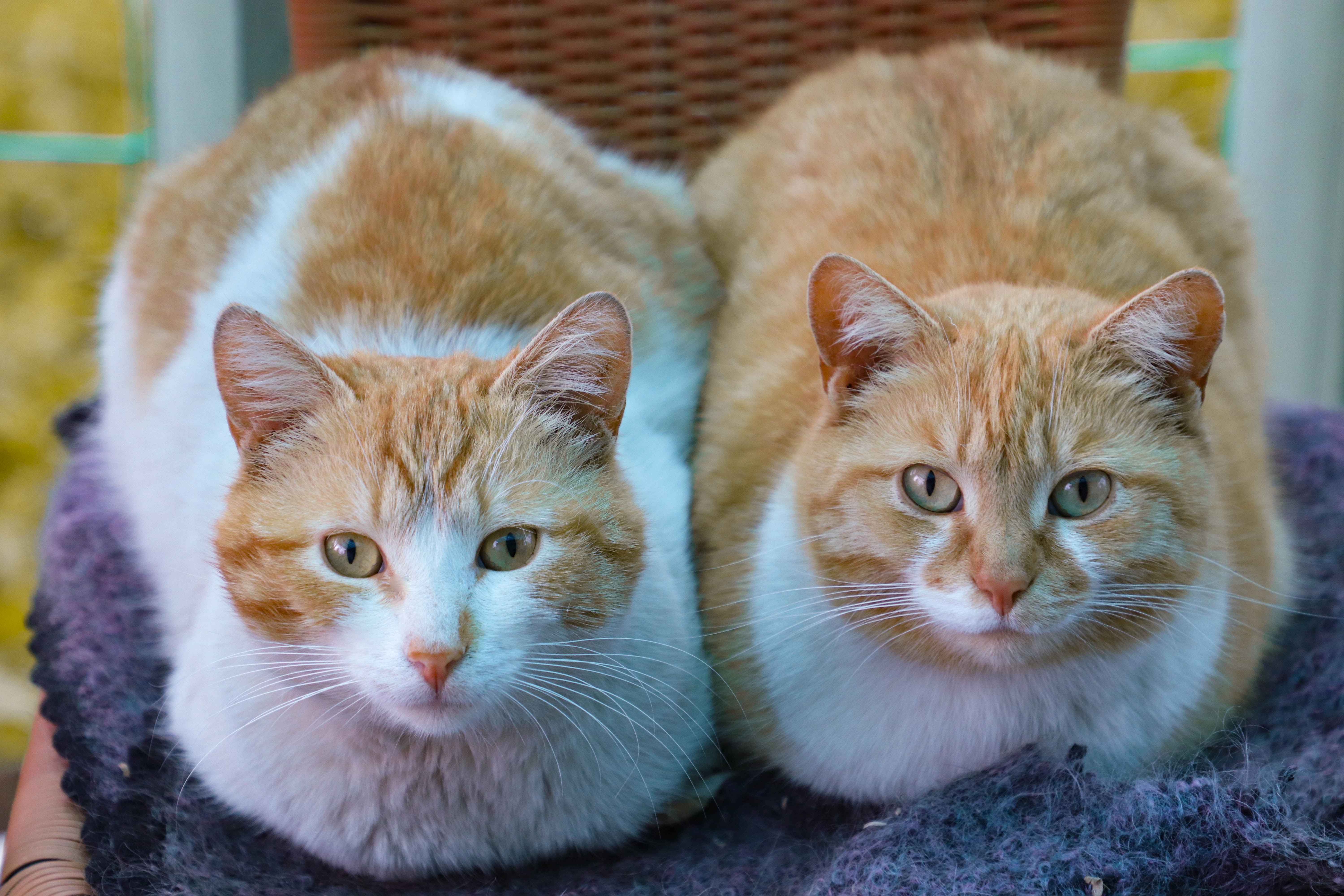 香箱座りしている2匹の猫
