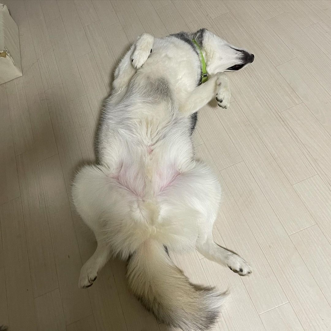 仰向けで寝ているハスキー犬