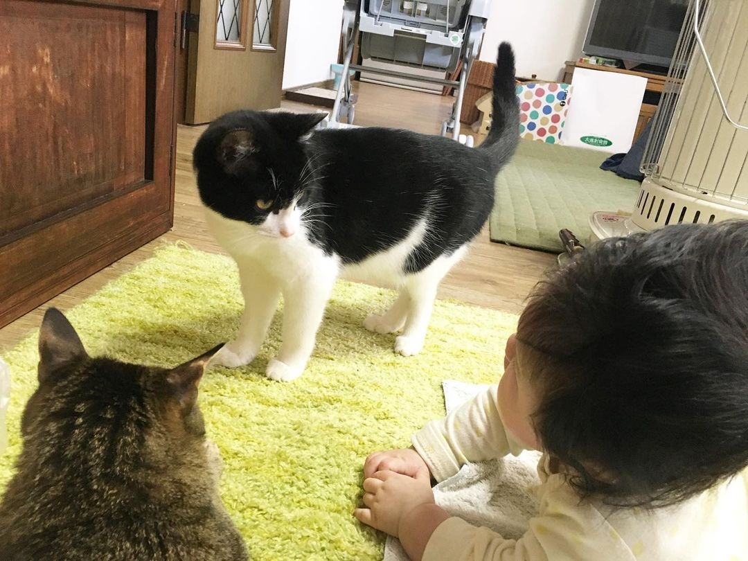 赤ちゃんを見ている猫