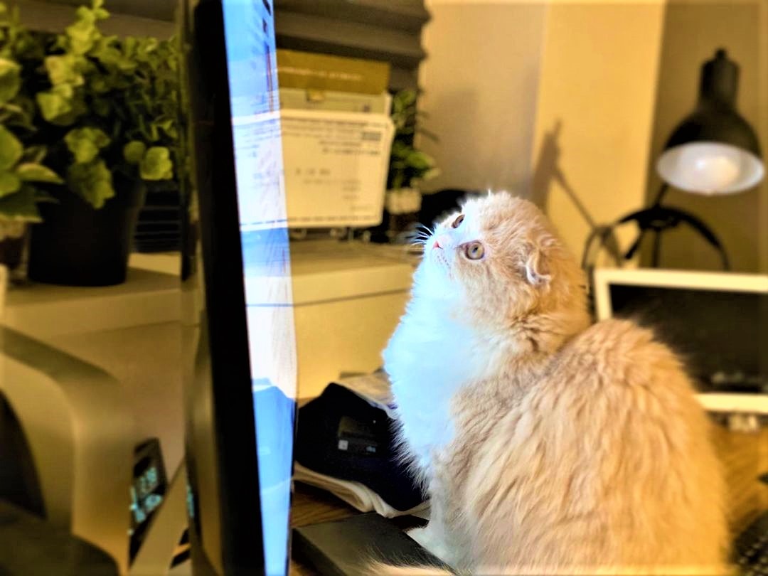 猫　パソコン