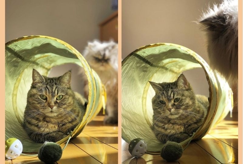 【面白可愛い】キャットトンネルを占領中の猫ちゃん。同居猫が近づくと目をそらして見て見ぬフリ⁉