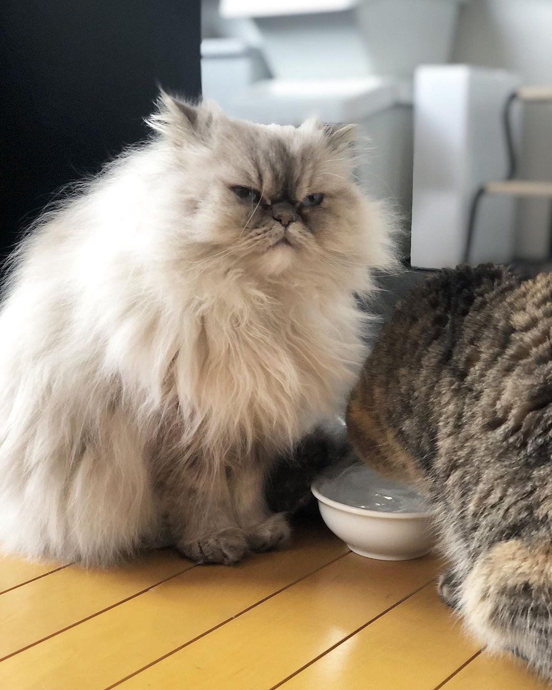 水を飲んでいる猫の隣で座っている猫