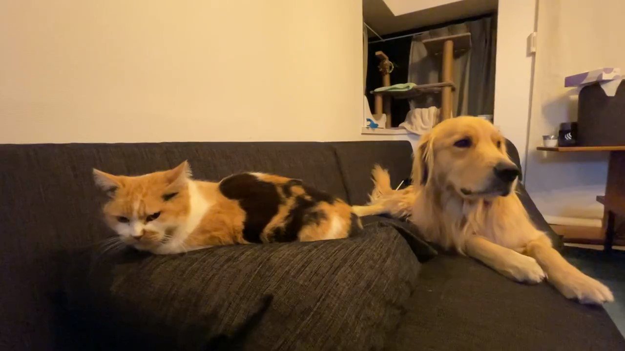 ソファーでくつろぐ三毛猫とゴールデンレトリバー