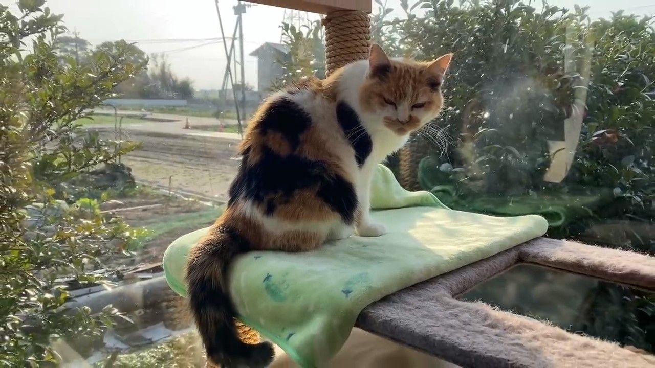窓辺に座る三毛猫