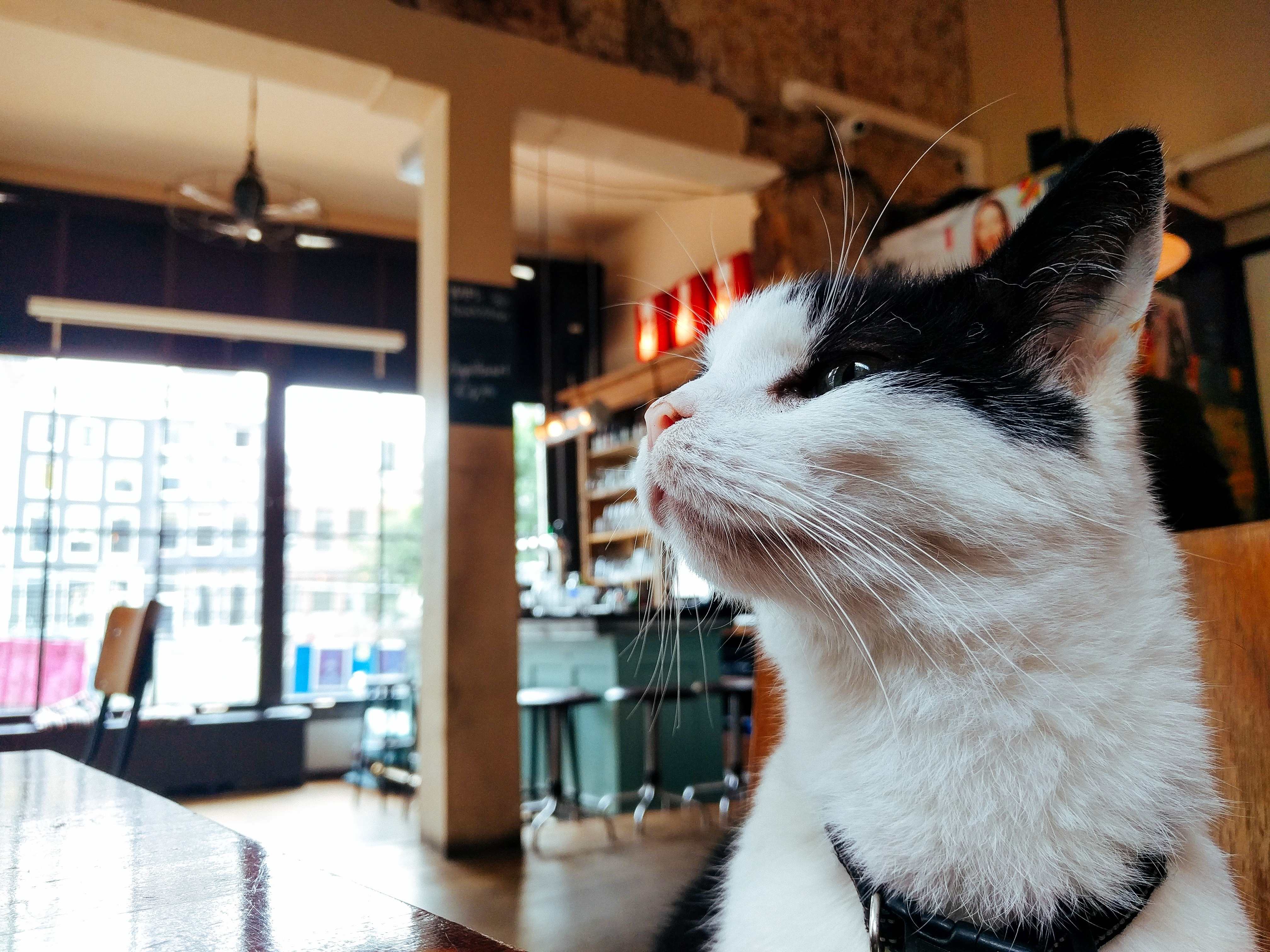 カフェにいる猫