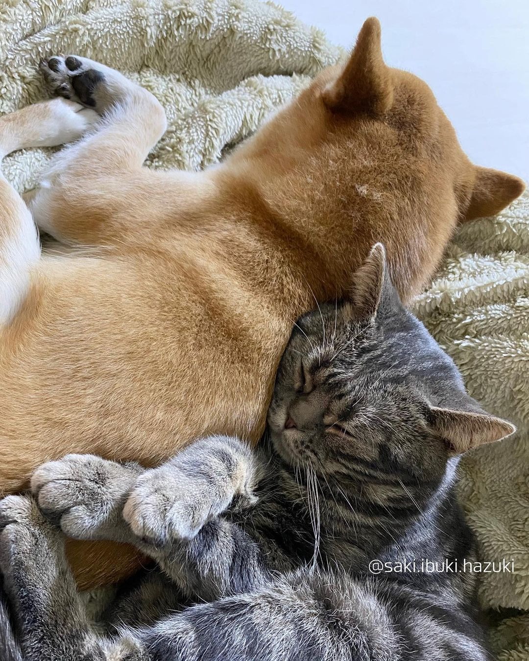 お昼寝中の犬と猫