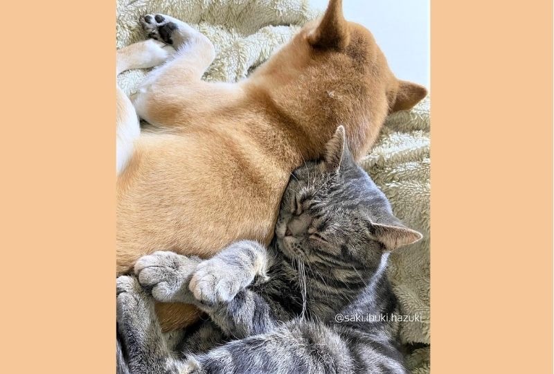 【胸キュン画像】兄犬の背中を枕にして眠る弟猫。幸せと可愛さが詰まってる♡