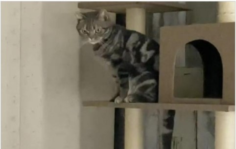 キャットタワーの上から”何か”に鋭い視線を向ける猫くん。その結末が…