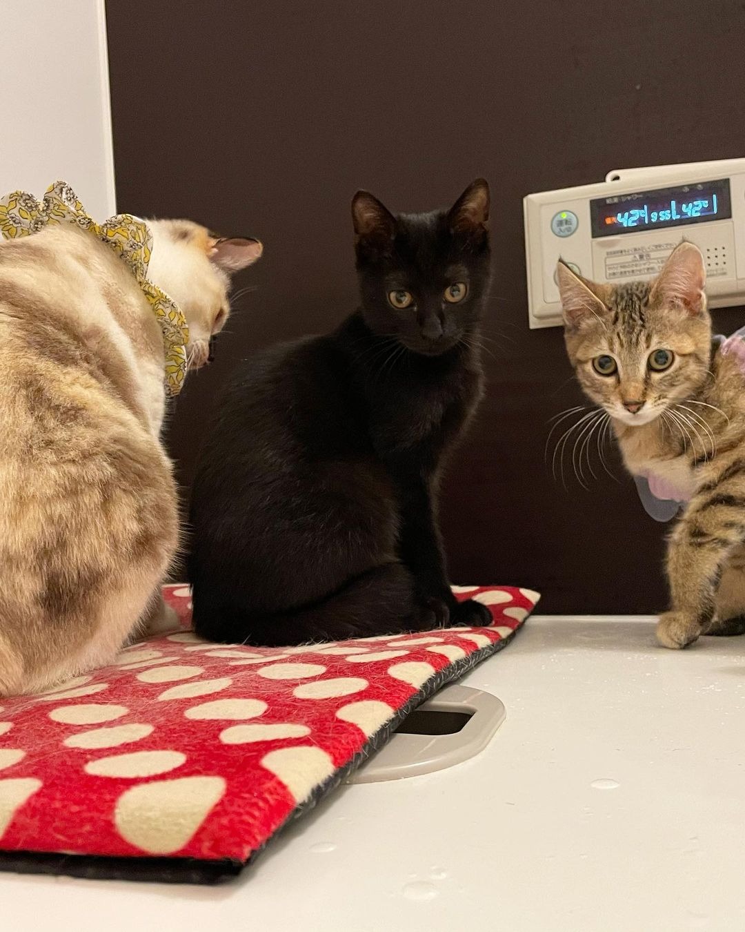浴室でくつろぐ3匹の猫たち