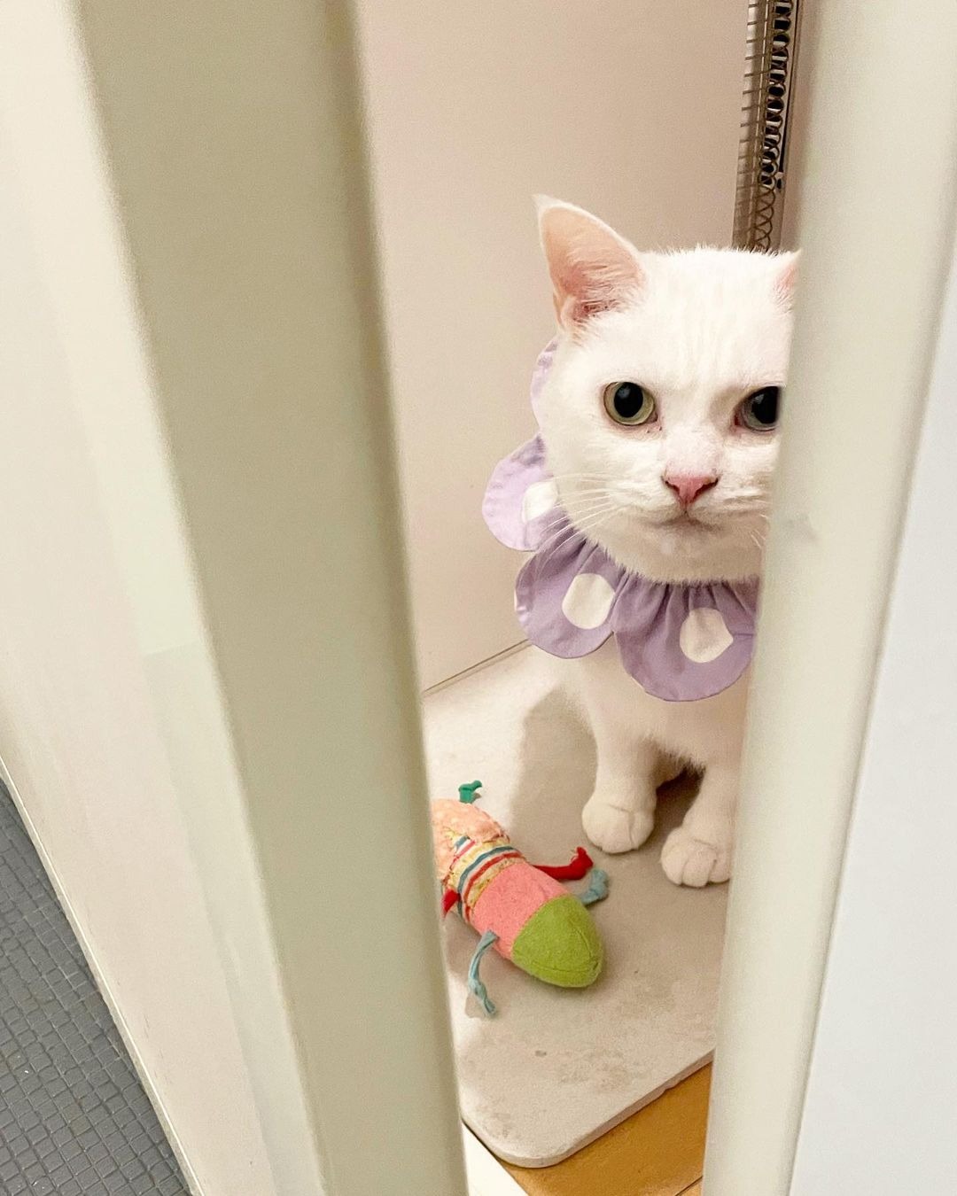 ドアの隙間から覗く白猫