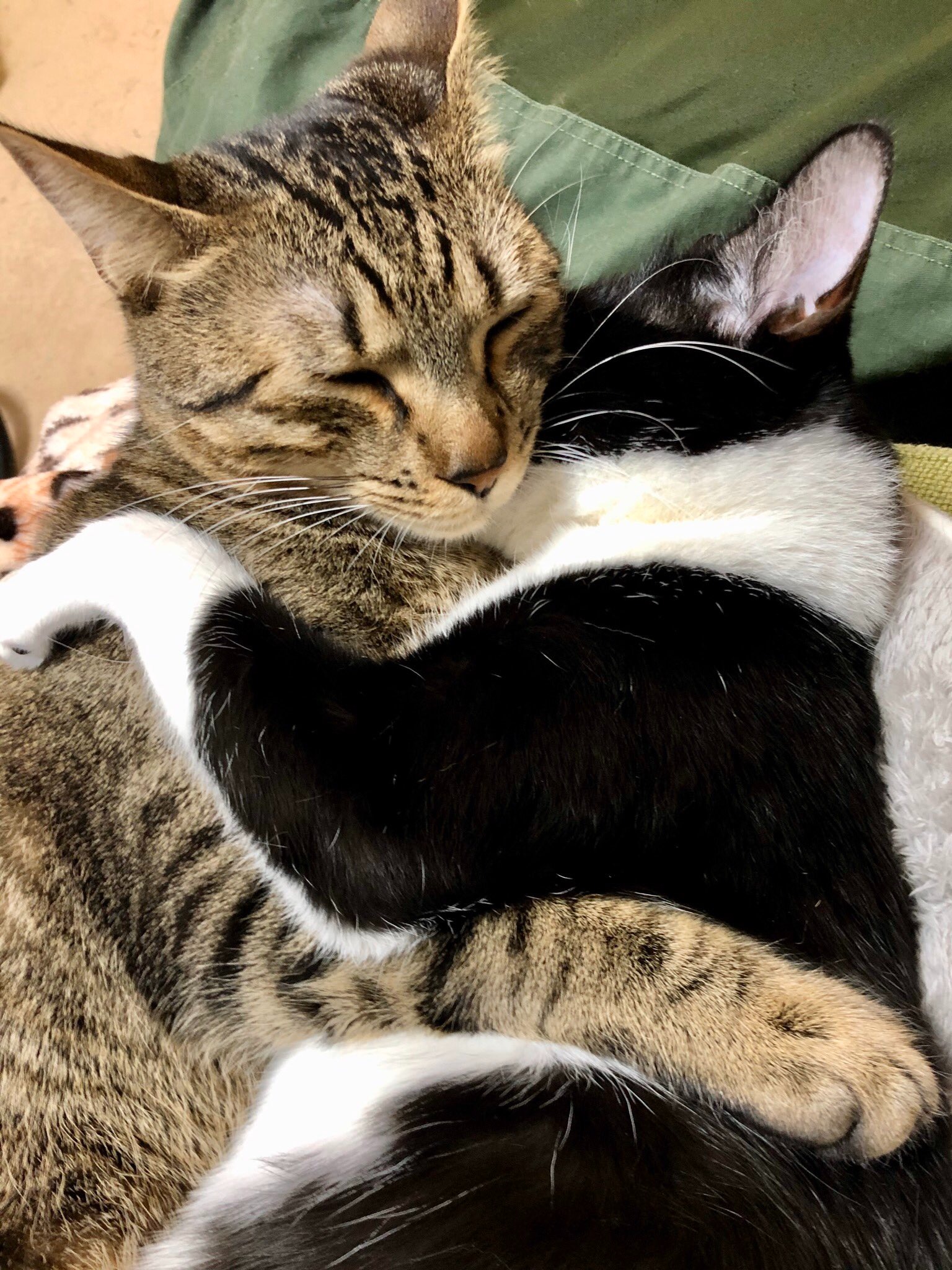 抱き合って寝ている猫たち