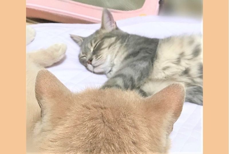 スヤスヤ眠る弟猫を見守る兄猫。愛情と優しさがあふれる光景に心がほっこり♪