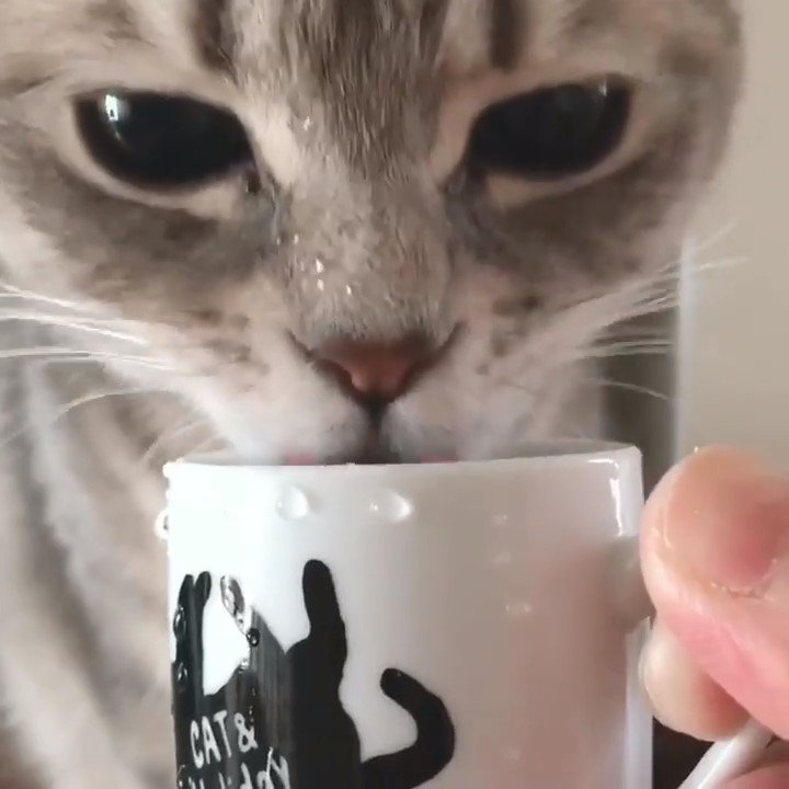 コップの水を飲む猫