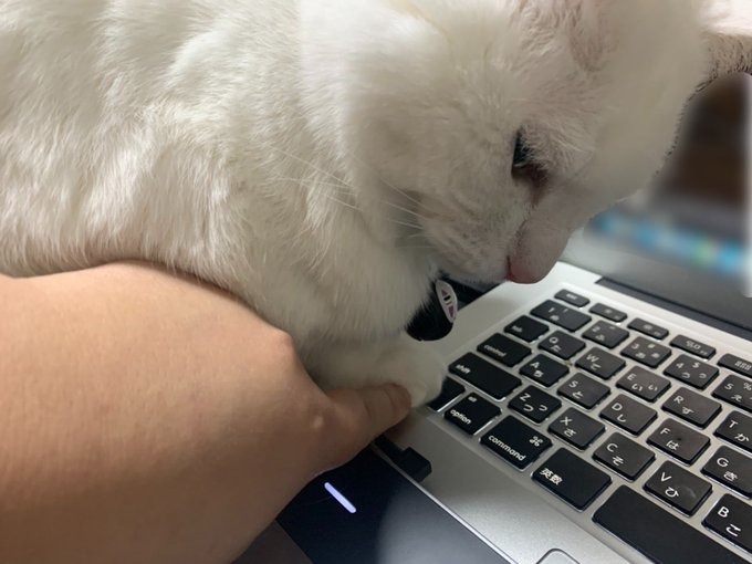 『ハイ、ポチッとな…』飼い主さんをチラ見しつつ、パソコンキーを押す白猫様が可愛すぎる！