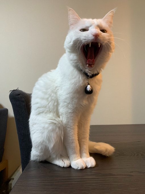 あくびをしている白猫