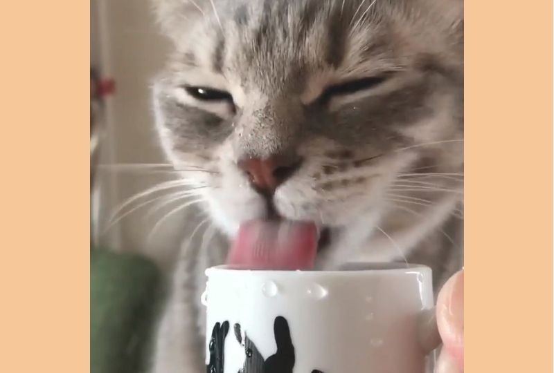 「コップのお水おいちー♪」顔をビチョビチョにしながらお行儀よく水を飲む猫くん
