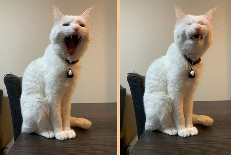 『ふぁあああ～～～』あくび姿もイケメンな白猫様。最後のキメ顔に萌えキュンしちゃう！