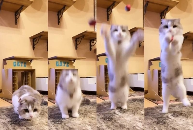 狙いを定めて大ジャンプ！！ボール遊びで本領発揮する猫ちゃんがすごい！