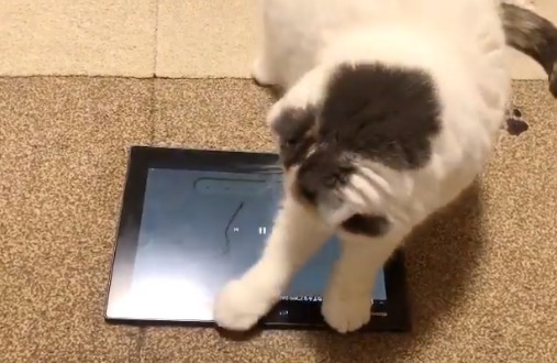 タブレットで遊ぶ猫