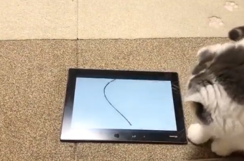 タブレットで遊ぶ猫
