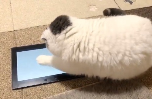 タブレットのアプリで遊ぶ猫ちゃん。必死なまるい後ろ姿がかわいすぎる！
