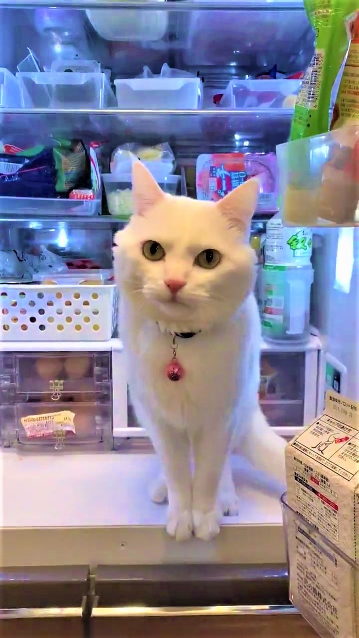 猫　冷蔵庫