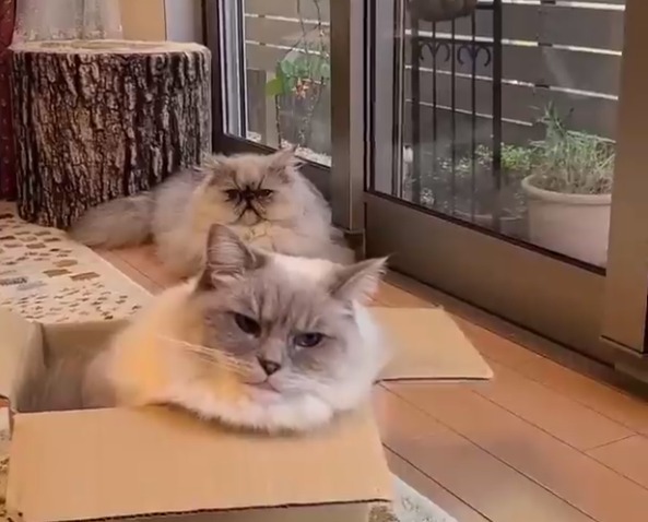 箱の中に入ってる猫を後ろから見ている猫