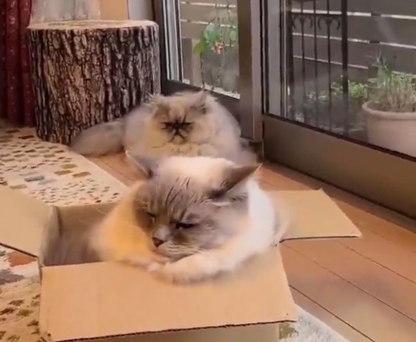 箱の中に入っている猫と後ろにいる猫