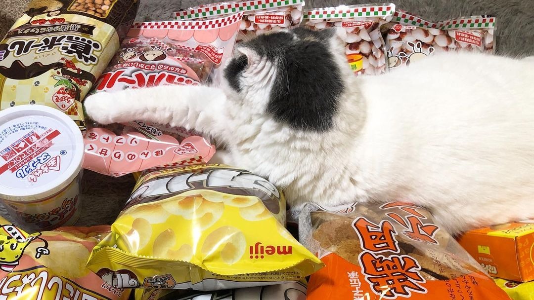 並んだお菓子の上で寝ている猫