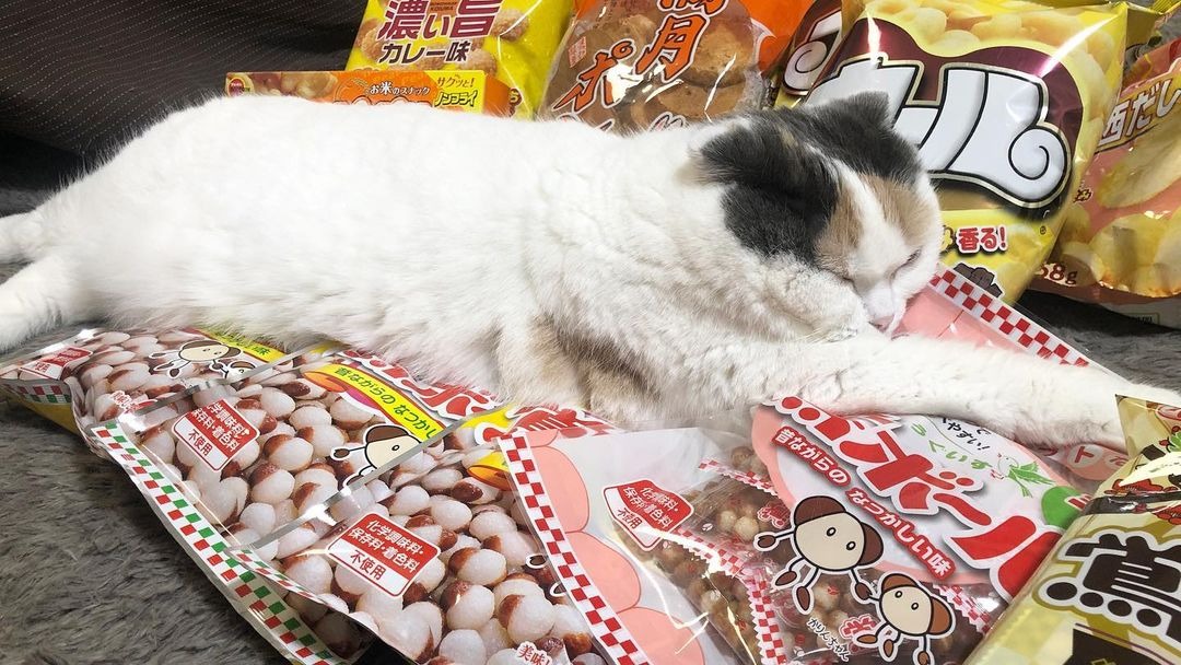 『全部あたしのものにゃよ…zzZ』お菓子に囲まれてスヤスヤ寝ている猫ちゃんが可愛すぎる！