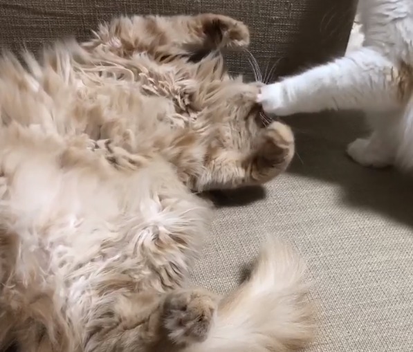 寝ている猫の顔を手でおさえている猫