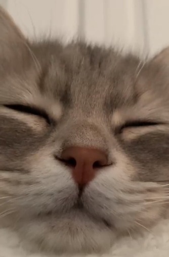 目を閉じる猫