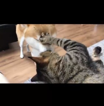 犬に猫パンチする猫