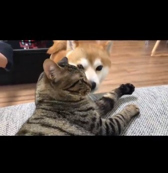 猫の顔に鼻を近づける犬