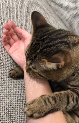 飼い主の腕を甘噛みする猫