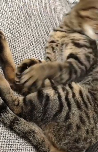 体を触られて反応する猫
