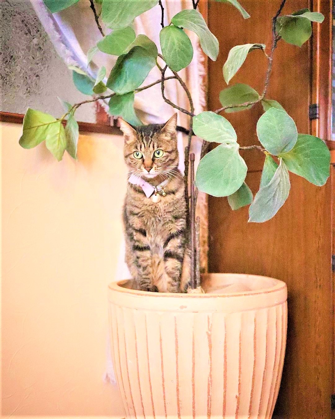 猫　植木鉢