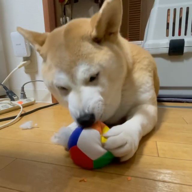 ボールを噛んでいる柴犬
