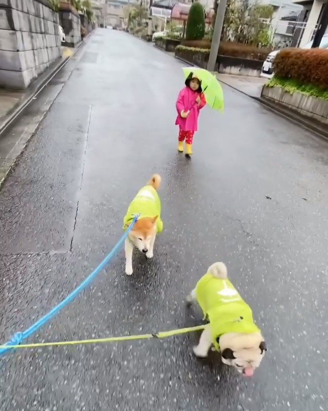 お散歩をする女の子とパグと柴犬