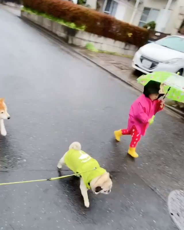 お散歩する女の子とパグと柴犬