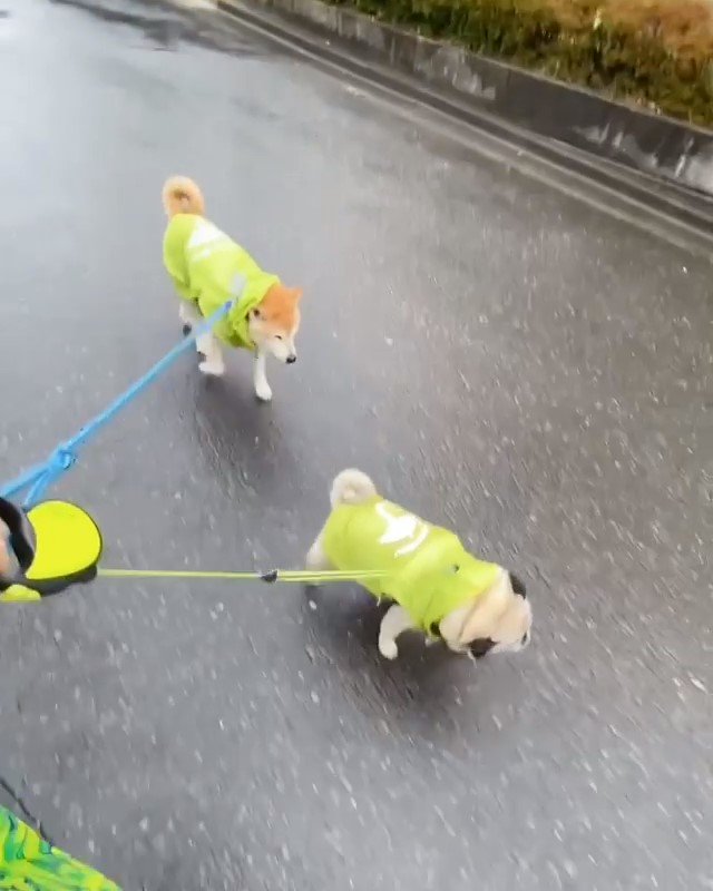 お散歩するパグと柴犬