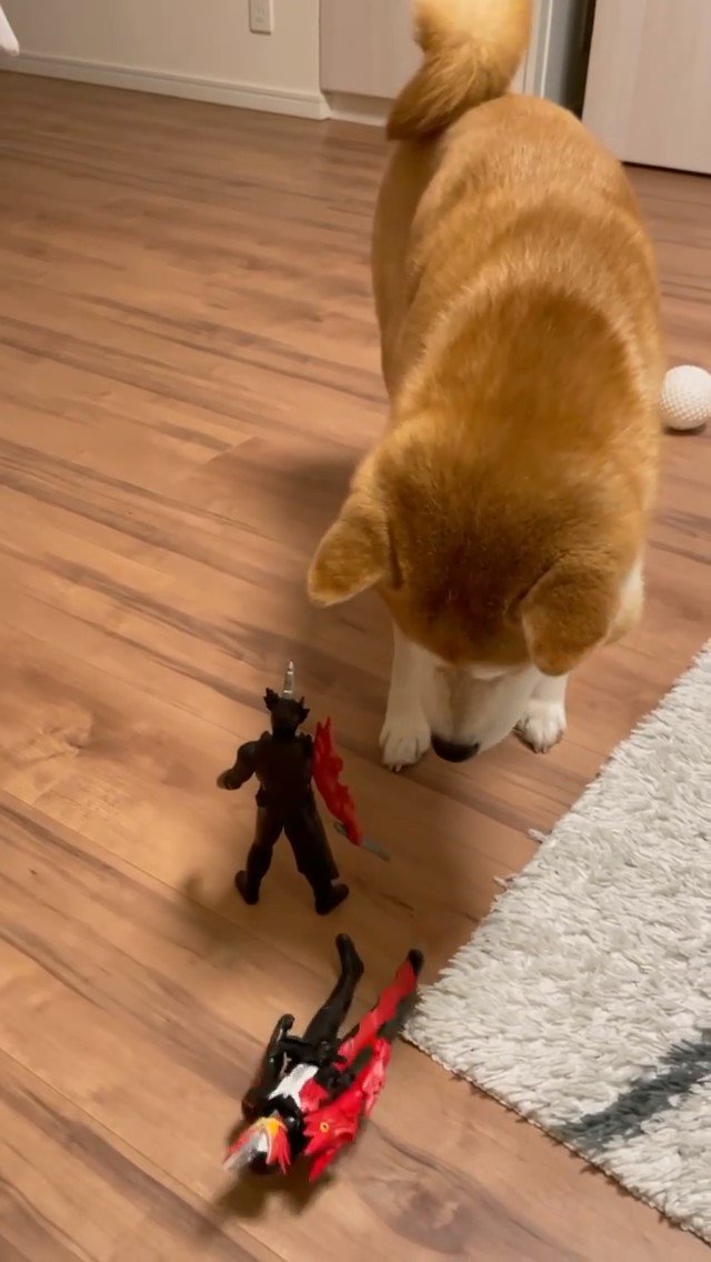 フィギュアのおもちゃと遊ぶ柴犬
