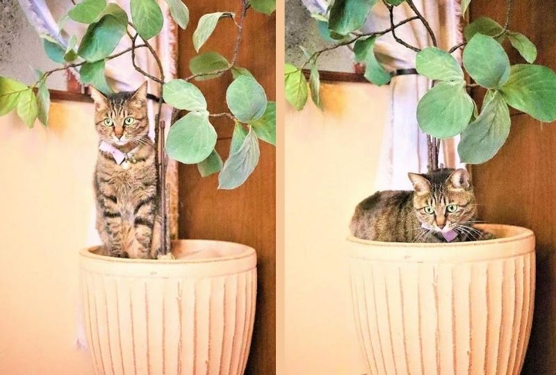 観葉植物の隣で置物化する猫。あまりに絵になる姿に「似合う」「馴染んでる」と絶賛