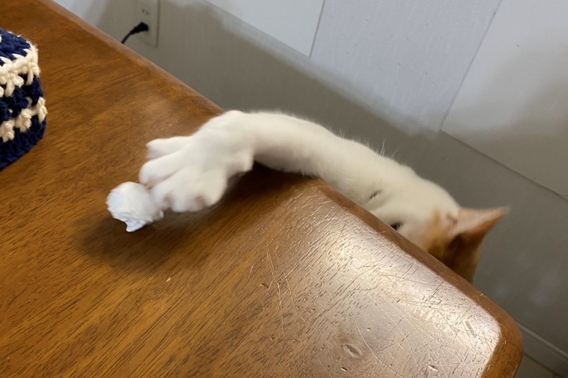 机の上からものを落とす猫